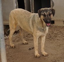 LIAM, Hund, Mischlingshund in Griechenland - Bild 27