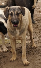 LIAM, Hund, Mischlingshund in Griechenland - Bild 28