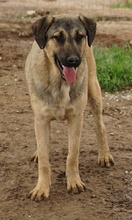 LIAM, Hund, Mischlingshund in Griechenland - Bild 29
