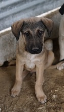 LIAM, Hund, Mischlingshund in Griechenland - Bild 3