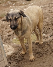 LIAM, Hund, Mischlingshund in Griechenland - Bild 30