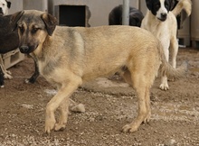 LIAM, Hund, Mischlingshund in Griechenland - Bild 32