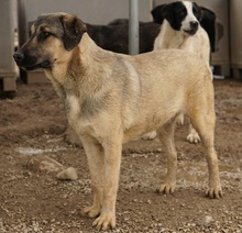 LIAM, Hund, Mischlingshund in Griechenland - Bild 33