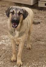 LIAM, Hund, Mischlingshund in Griechenland - Bild 34