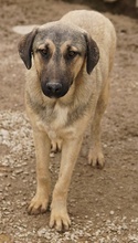 LIAM, Hund, Mischlingshund in Griechenland - Bild 35