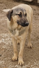 LIAM, Hund, Mischlingshund in Griechenland - Bild 36