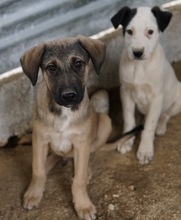LIAM, Hund, Mischlingshund in Griechenland - Bild 4