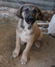 LIAM, Hund, Mischlingshund in Griechenland - Bild 6