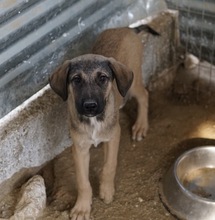 LIAM, Hund, Mischlingshund in Griechenland - Bild 7