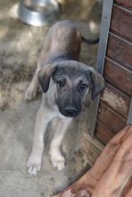 LIAM, Hund, Mischlingshund in Griechenland - Bild 9