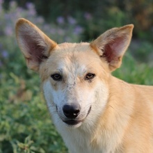 MILIO, Hund, Mischlingshund in Griechenland - Bild 1