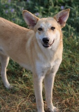 MILIO, Hund, Mischlingshund in Griechenland - Bild 10