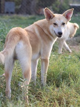 MILIO, Hund, Mischlingshund in Griechenland - Bild 11