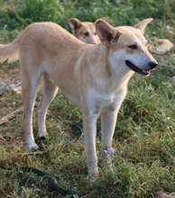 MILIO, Hund, Mischlingshund in Griechenland - Bild 12