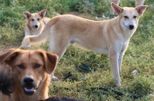 MILIO, Hund, Mischlingshund in Griechenland - Bild 13
