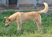 MILIO, Hund, Mischlingshund in Griechenland - Bild 14