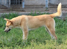 MILIO, Hund, Mischlingshund in Griechenland - Bild 2