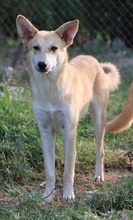 MILIO, Hund, Mischlingshund in Griechenland - Bild 3