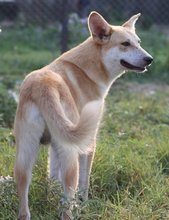 MILIO, Hund, Mischlingshund in Griechenland - Bild 4
