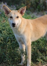 MILIO, Hund, Mischlingshund in Griechenland - Bild 5