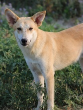 MILIO, Hund, Mischlingshund in Griechenland - Bild 6