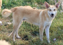 MILIO, Hund, Mischlingshund in Griechenland - Bild 7