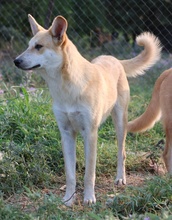 MILIO, Hund, Mischlingshund in Griechenland - Bild 8