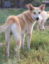 MILIO, Hund, Mischlingshund in Griechenland - Bild 9