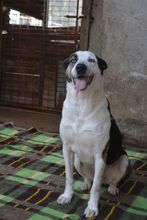 ARCHIEBROWNIE, Hund, Mischlingshund in Bulgarien - Bild 2