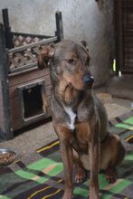 ARCHIEBROWNIE, Hund, Mischlingshund in Bulgarien - Bild 3