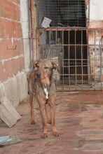 ARCHIEBROWNIE, Hund, Mischlingshund in Bulgarien - Bild 5