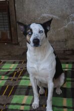 ARCHIEBROWNIE, Hund, Mischlingshund in Bulgarien - Bild 6
