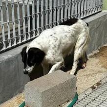 ELISABETTA, Hund, Bretonischer Spaniel-Mix in Italien - Bild 11