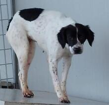 ELISABETTA, Hund, Bretonischer Spaniel-Mix in Italien - Bild 14