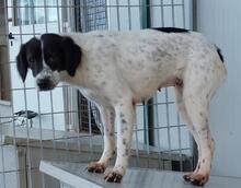 ELISABETTA, Hund, Bretonischer Spaniel-Mix in Italien - Bild 18