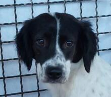 ELISABETTA, Hund, Bretonischer Spaniel-Mix in Italien - Bild 19