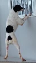 ELISABETTA, Hund, Bretonischer Spaniel-Mix in Italien - Bild 21