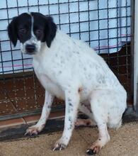 ELISABETTA, Hund, Bretonischer Spaniel-Mix in Italien - Bild 22