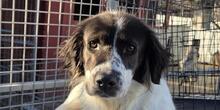 ELISABETTA, Hund, Bretonischer Spaniel-Mix in Hamburg