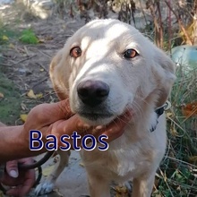 BASTOS, Hund, Mischlingshund in Bulgarien - Bild 1