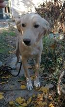 BASTOS, Hund, Mischlingshund in Bulgarien - Bild 2