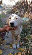 BASTOS, Hund, Mischlingshund in Bulgarien - Bild 4