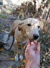 BASTOS, Hund, Mischlingshund in Bulgarien - Bild 5