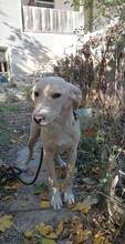 BASTOS, Hund, Mischlingshund in Bulgarien - Bild 6