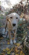 BASTOS, Hund, Mischlingshund in Bulgarien - Bild 7