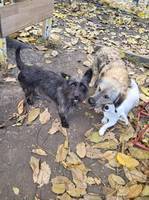 PIPPO, Hund, Mischlingshund in Rumänien - Bild 2