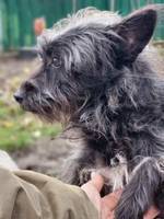 PIPPO, Hund, Mischlingshund in Rumänien - Bild 3