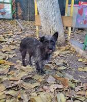 PIPPO, Hund, Mischlingshund in Rumänien - Bild 5