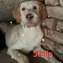STELLA, Hund, Mischlingshund in Bulgarien - Bild 1
