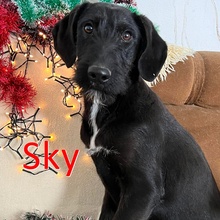 SKY, Hund, Mischlingshund in Bulgarien - Bild 1
